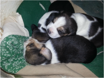 Mini Beagle Puppies Picture