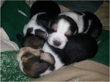 Pocket Beagle Puppies Picture