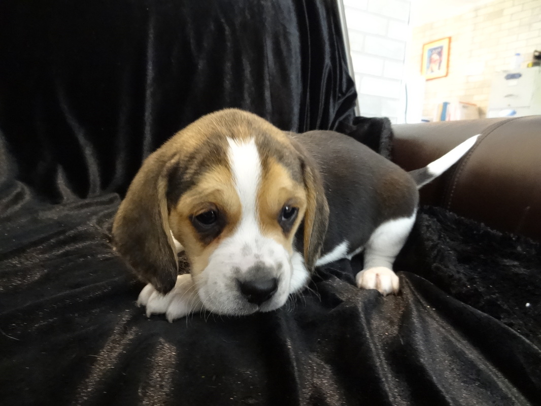 Beagle-Puppies-Tiny-Miniature-Dog-Pet-Picture