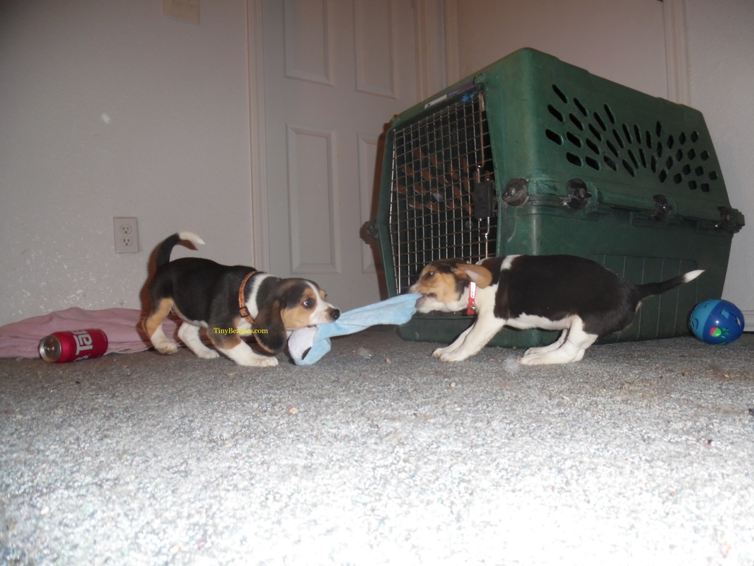 Tiny Beagle Puppy Picture