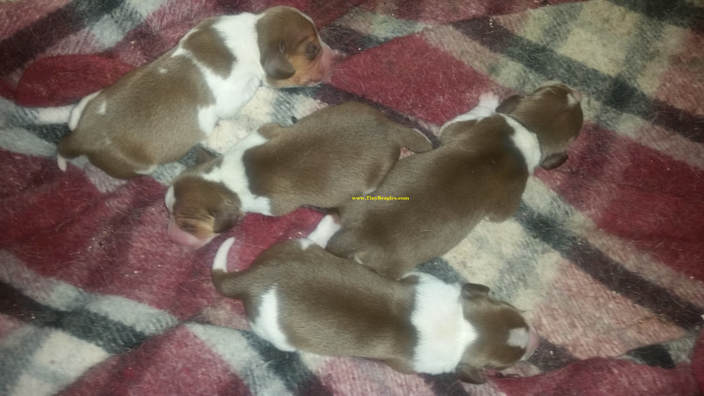 Cute Tiny Pocket Beagle Puppies Picture